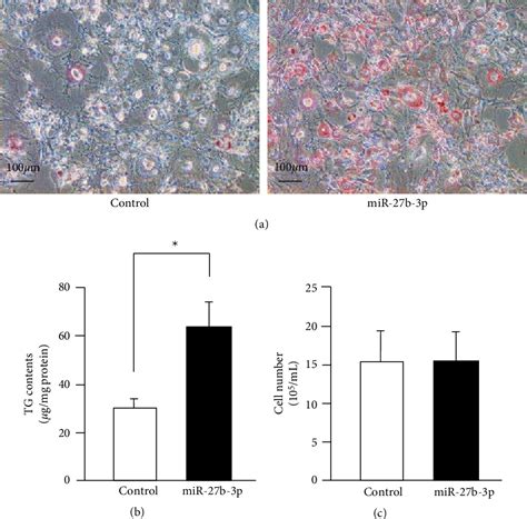 Figure 1 From Up Regulated MicroRNA 27b Promotes Adipocyte