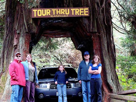 The drive thru tree in the redwood forest California | Redwood forest ...