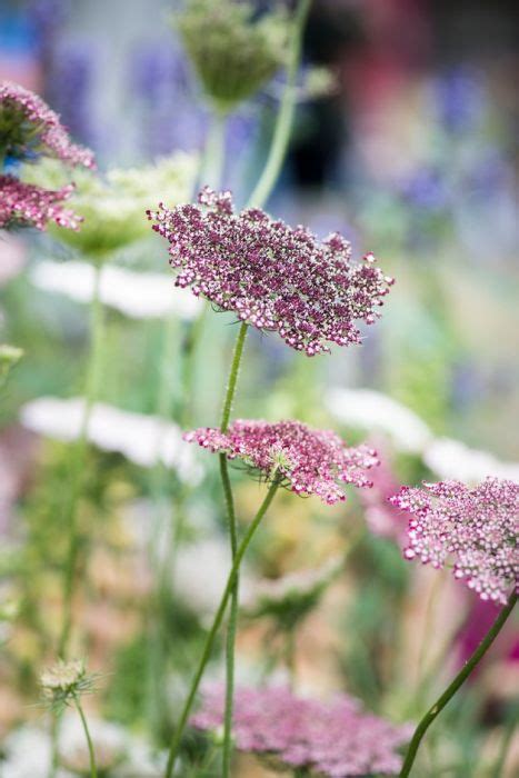 Daucus Carota Anddaraand Carrot Anddaraand Annual Biennialrhs Garden Types