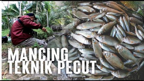 Mancing Teknik Pecut Umpan Uler Kandang Youtube