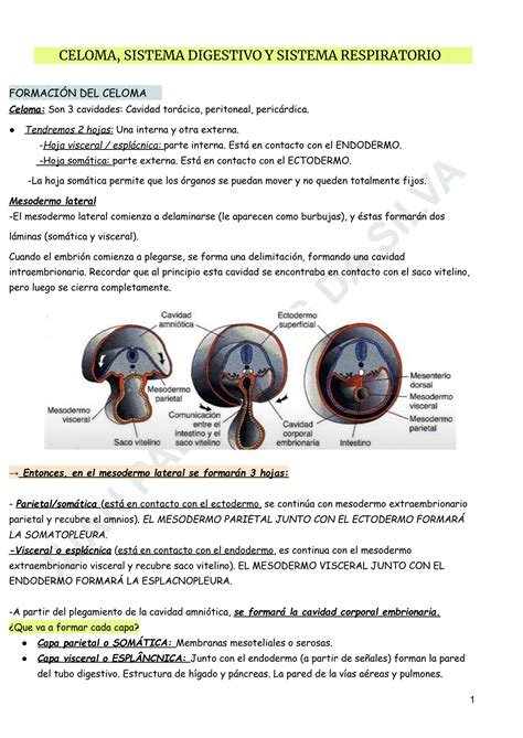 Solution Resumen De Embriolog A Medica Sistema Respiratorio Y