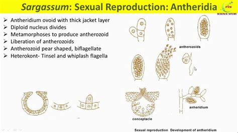 Sargassum Reproduction Vegetative And Sexual Reproduction In Sargassum