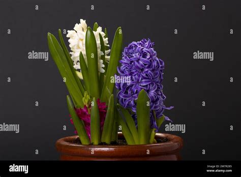 3 Hyacinths In Pot Red White Blue Stock Photo Alamy