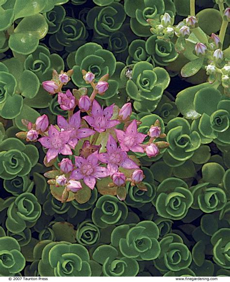 Creeping Sedums Finegardening Succulents Succulent Gardening