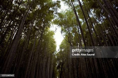 35 Japan Kyoto Arashiyama Bamboo Forest At Sunrise Stock Photos, High ...