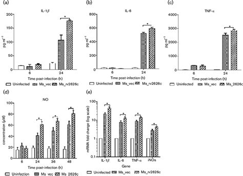 Production Of Il 1b Il 6 Tnf A And No In Ana 1 Macrophages Infected