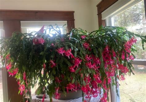 Christmas Cactus Cutting 100 Year Old Etsy