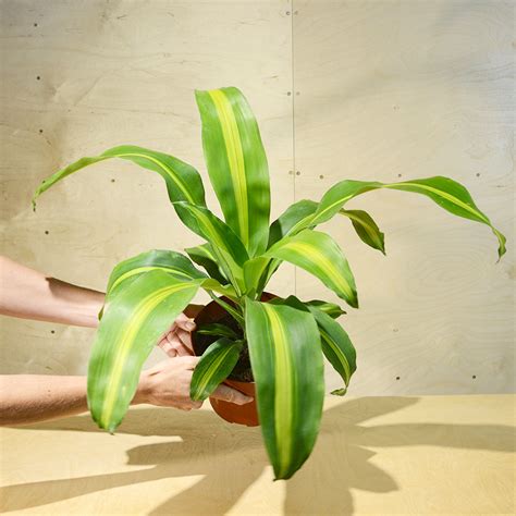 Dracaena fragrans Palo de agua Gardém