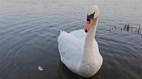 Mute Swan Pair King Queen Swan Feeding On Seeds And Vegetation