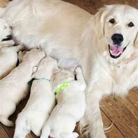 Sintético 90 Foto Cuanto Le Dura La Regla A Una Perrita Lleno