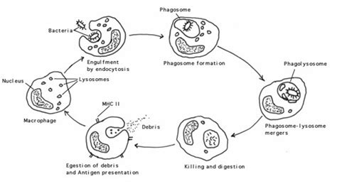 Second Line Of Defence Unit 3 Biology Immune System