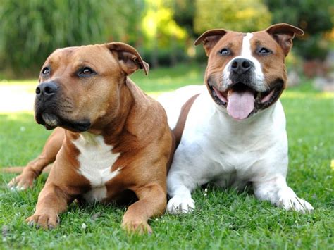 American Staffordshire Terrier Haltung And Wesen Steckbrief