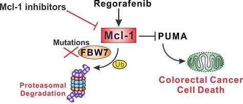 Mcl Inhibition Overcomes Intrinsic And Acquired Regorafenib