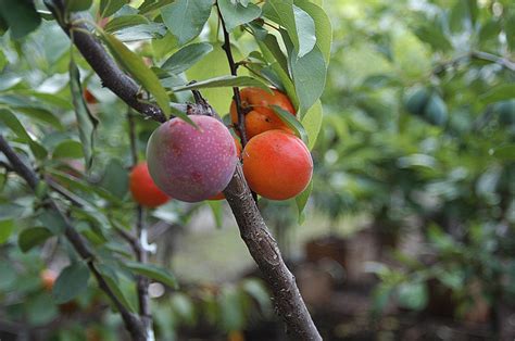 Tree of 40 Fruit - Everson Museum of Art