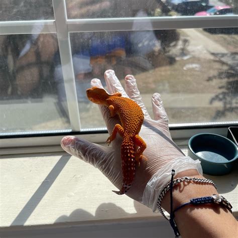 Tangerine Tornado Leopard Gecko By Geckoland 🦎 Morphmarket