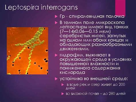 Презентация На тему Лептоспироз диких животных ВЫПОЛНИЛ СТУДЕНТ