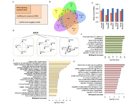 Overview of the identified mlncRNAs. (A) Venn diagram of the lncRNAs ... 