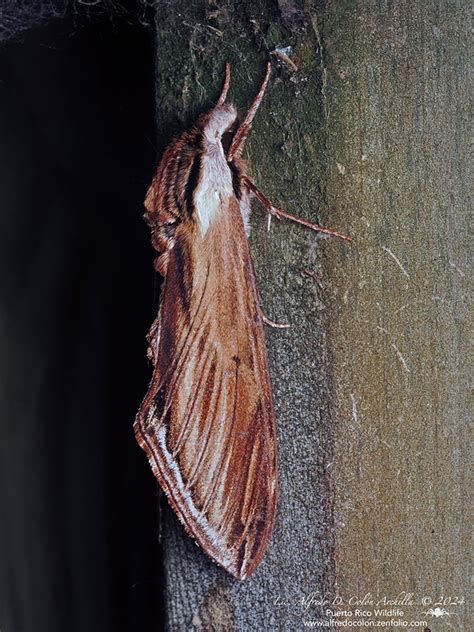 Minnesota Seasons Laurel Sphinx