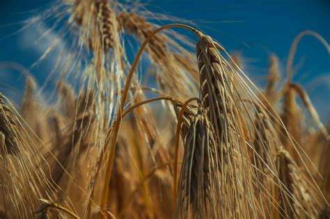 Free Stock Photo Of Backround Cereal Environment