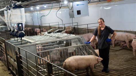 New Research Facility Creates Measurable Gains For Dna Genetics Complete Swine