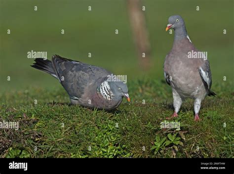 Wood Pigeon Columba Palumbus Adult Male Standing On Grass Displaying