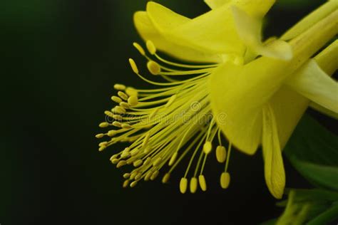 Ci Rrese Para Arriba De Una Flor Amarilla Foto De Archivo Imagen De