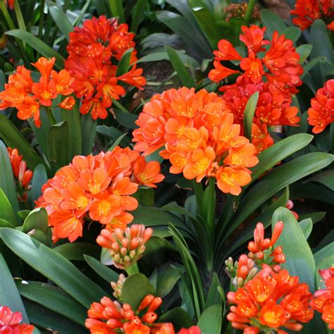 CLIVIA SEEDLINGS RED - Garden Express