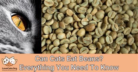 Can Cats Eat Beans Everything You Need To Know