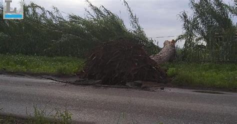 Cade Un Albero Sulla Carreggiata Disagi Tra Campoverde E Carano