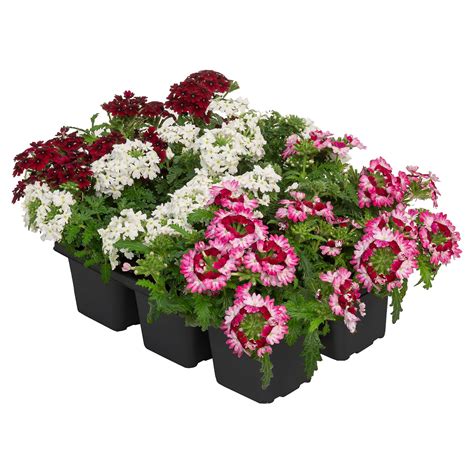 GARDENLINE Blühpflanzen Farbharmonie 6er Tray ALDI SÜD