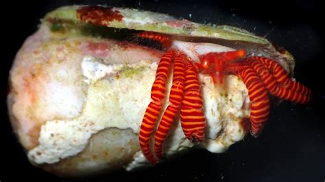 Out now! New book to identify abundant, diverse and striking decapod ...