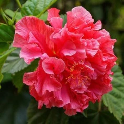 Balubita Hybride Hibiscus Flower Plant Grafted With Growing Bag Small