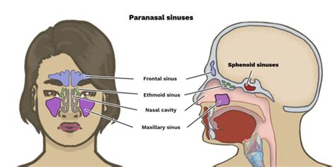 Paranasal Sinuses Location And Nasal Cavity Structure 45 Off