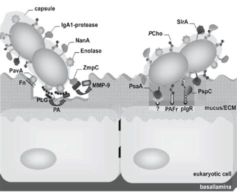 Surface Proteins Of Pneumococci Contributing To Colonization And