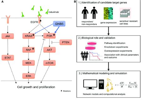 Epidermal Growth Factor Receptor Signaling Pathways And Common