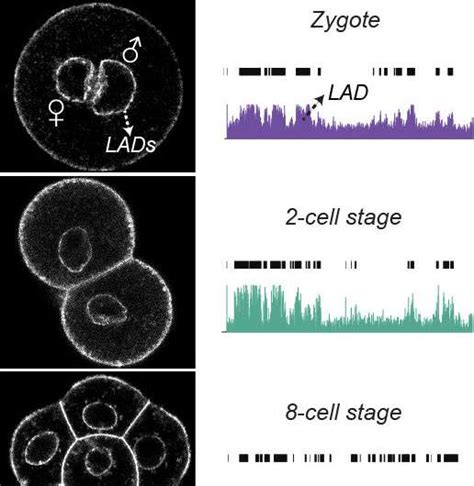 Spatial Dna Organization Forms First Then The Rest