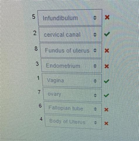 Solved 4 5 3 - 6 2 7 1 8 Infundibulum cervical canal 8 | Chegg.com