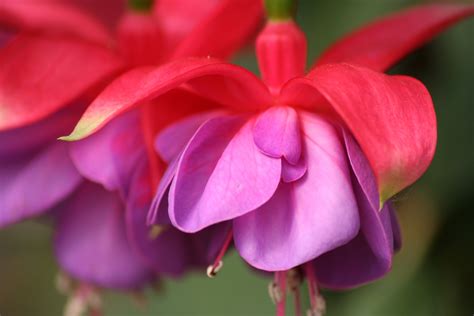 Details 100 Imagen Flores Moradas Con Rosa Abzlocal Mx