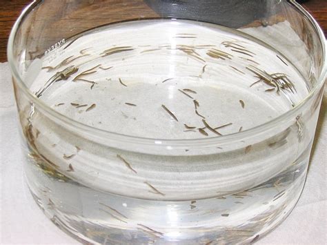 Planarians And Regeneration Facts And Possible Applications Owlcation