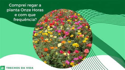 Como Regar A Planta Onze Horas E Com Que Frequência Trechos Da Vida