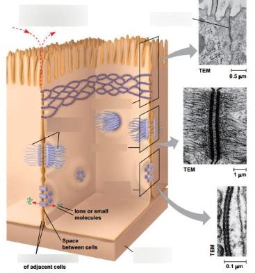 Intercellular Junctions Diagram Quizlet