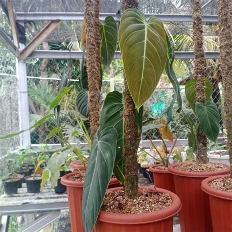 jual promo tanaman hias philodendron melano philo melano daun
