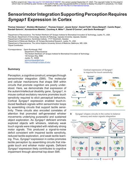 Pdf Sensorimotor Integration Supporting Perception Requires Syngap1