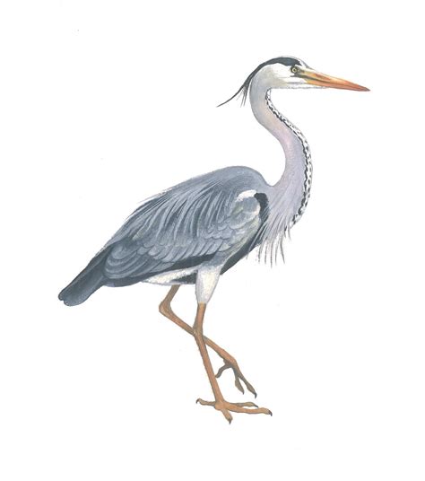 Серая цапля Ardea Cinerea Linnaeus 1758 Красная книга Томской