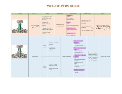 Músculos Infrahioideos Alondra Udocz