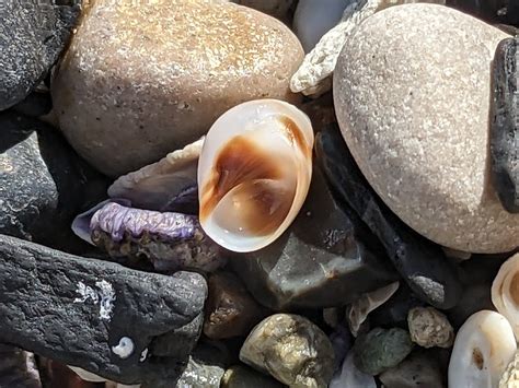 Conical Moon Snail From Lake Macquarie North New South Wales