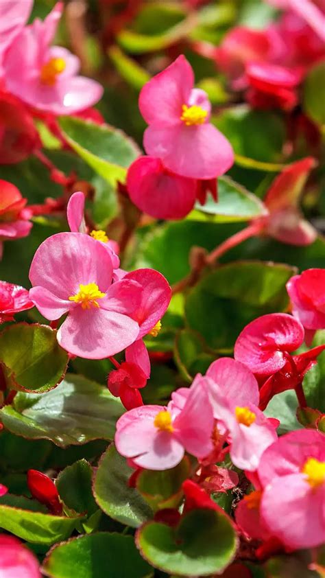 Flowers that require very low maintenance