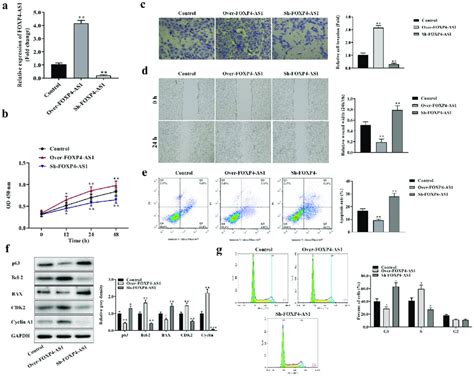 Overexpression Of Foxp As Promoted Proliferation Migration And