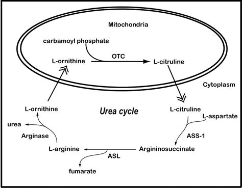 Figure From Bioengineered Arginase I Increases Caspase Expression