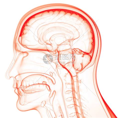 人类神经系统脑解剖高清图片下载 正版图片507510078 摄图网